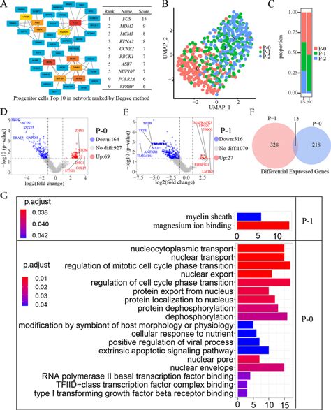 Molecular characterization of progenitor cells. A Top 10 network ...