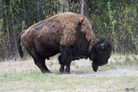 Wood Bison Alaska Highway – Allan J Jones Photo Blog