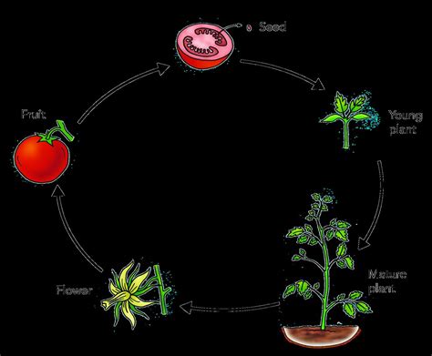 Tomato life cycle | Illustration used in Gr 4-6 Natural Scie… | Flickr