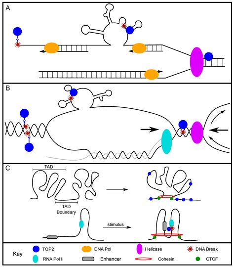 Genes | Free Full-Text | Broken by the Cut: A Journey into the Role of ...