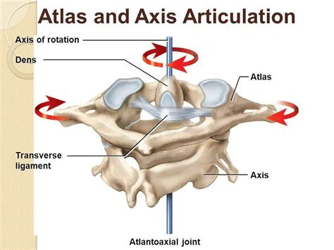 Pictures Of Atlas Axis Joint