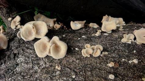 Tiny Mushrooms that Grow on the Bark of Dead Trees Stock Photo - Image ...