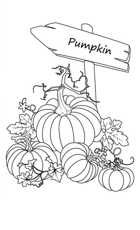 Pumpkin Coloring Pages for Adults Printable | Pumpkin coloring pages, Fall coloring pages ...