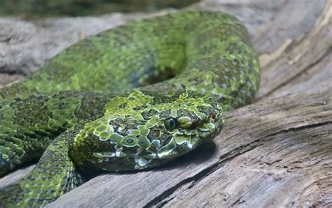 Mangshan Pit Viper (Protobothrops mangshanensis) - ZooChat