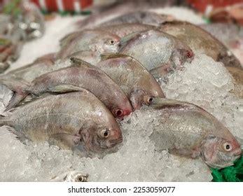 Ikan Kakap Putih Segar Yang Siap Stock Photo 2253059077 | Shutterstock