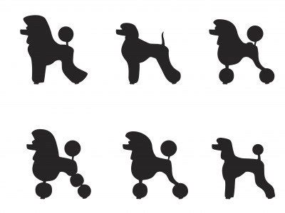 black teacup poodle haircuts - Clip Art Library