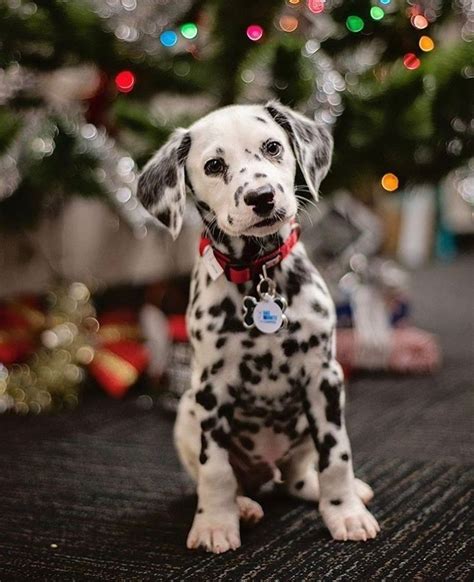 Dalmatian puppy is the cutest ever at Christmas! via @KaufmannsPuppy | Dalmatian puppy, Cute ...