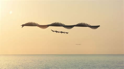 Xavi Bou Traces The Invisible Flight Patterns Of Birds - IGNANT