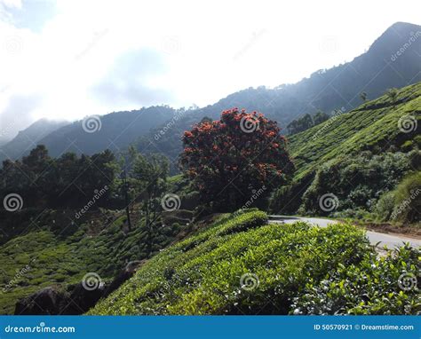 Munnar tea plantations stock image. Image of munnar, plantations - 50570921