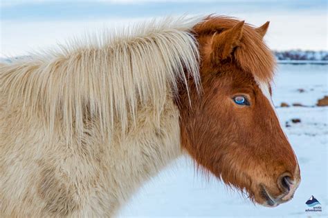 The Icelandic Horse | What Makes it Unique? | All About Iceland