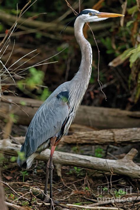 Great Blue Heron in Florida Swamp Photograph by Natural Focal Point ...