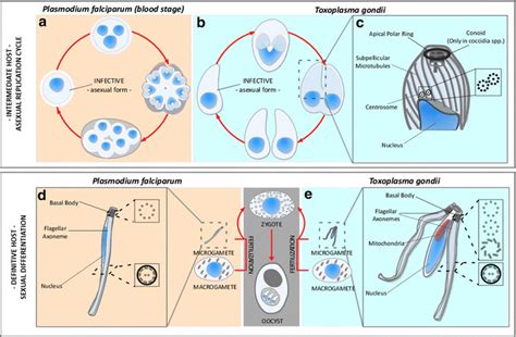 Apicomplexan Life Cycle