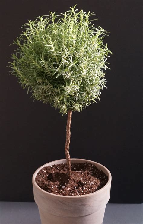 Potted Topiary Tips That Maximize Greenery