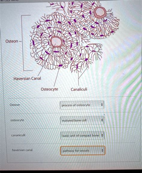 SOLVED: Osteon Haversian Canal Osteocyte Canaliculi Osteon process of osteocyte osteocyte ...