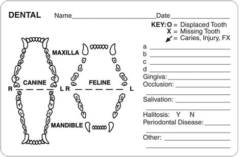 Canine Dental Chart Template