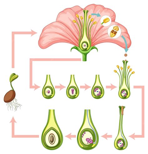 Free Vector | Diagram showing fertilization in flower