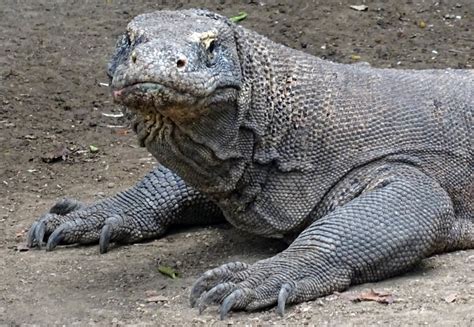 13 Interesting Facts About Komodo Dragons - DIY Travel HQ