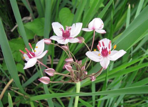 Flowering rush - Invasive Species Council of British Columbia