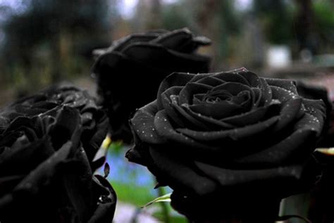 Wallpapers Black Rose - Wallpaper Cave