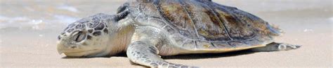 Wildlife Fact Sheets: Kemp’s Ridley Sea Turtle - Ocean Conservancy