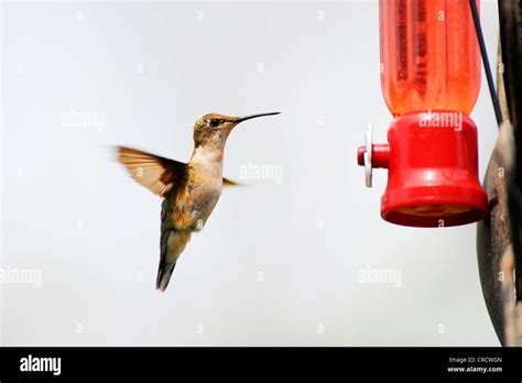 Hummingbird in flight at a feeder Stock Photo - Alamy