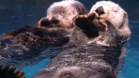 Video of sea otters holding each other's hands while sleeping wows ...