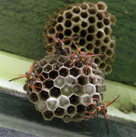 Paper Wasp from Australia attacks Photographer - What's That Bug?