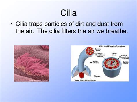 Cilia Location In Respiratory System