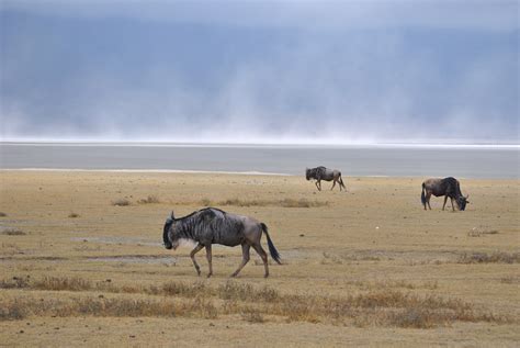 Free Images : prairie, adventure, wildlife, herd, africa, national park, fauna, savanna, plain ...