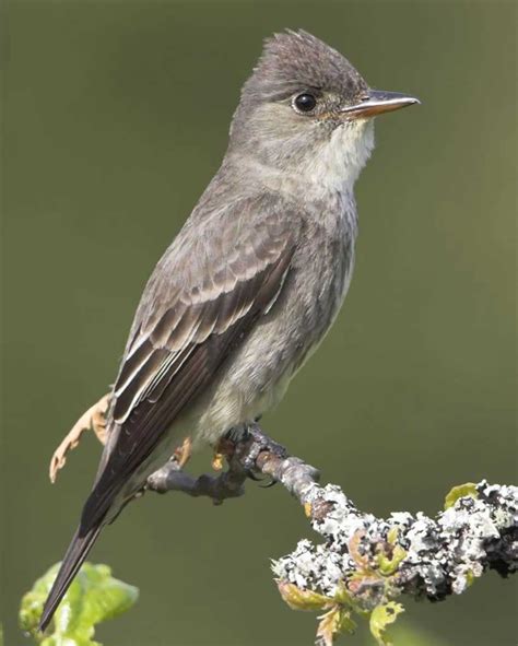 Olive-sided Flycatcher | Flycatcher, Beautiful birds, Birds