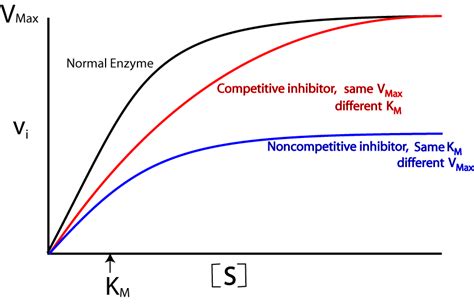 Enzyme Inhibitors | A Level Notes