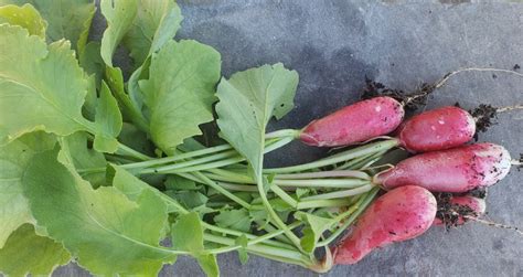 French Breakfast Radish – Crazy for Gardening