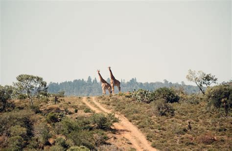 Staff vacancies in conservation could mean disaster for Eastern Cape’s wildlife