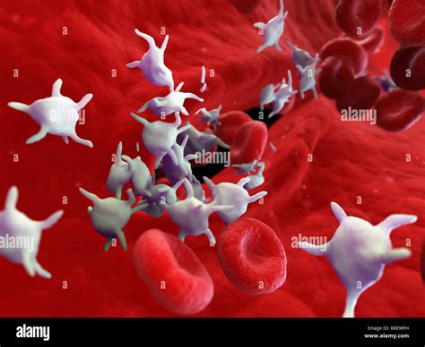 Illustration of platelets fixing a wound Stock Photo - Alamy