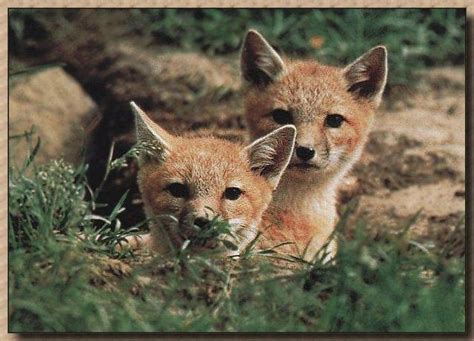 Swift Fox puppies (Vulpes velox){!--벨록스여우-->; Image ONLY