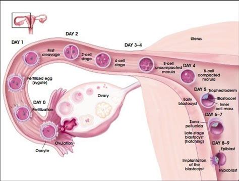 Implantation Timeline - Dental News Network