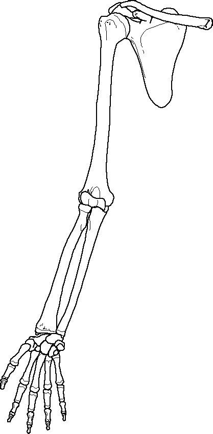 Arm Bones Diagram