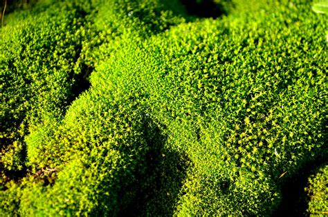 Green Moss Macro Free Stock Photo - Public Domain Pictures