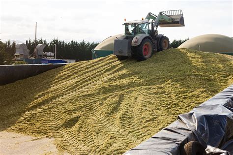 Choosing the Best Silage Inoculant