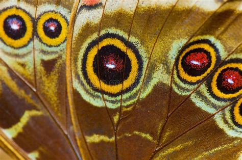 Macro of blue morpho butterfly wing. Macro detail of blue morpho ...