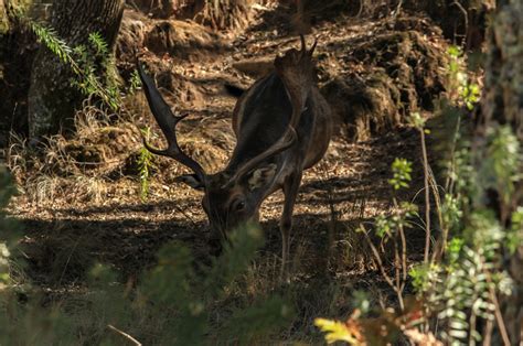 Spaniards massacre 540 wild animals in 2 days in Portugal, govt ...