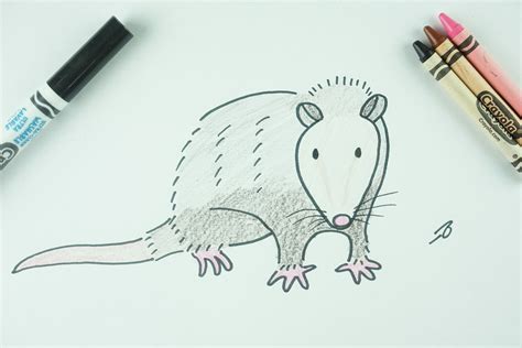 ️ How to Draw: A Possum