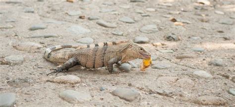 Fat iguana stock photo. Image of reptile, costa, lizzard - 44200830