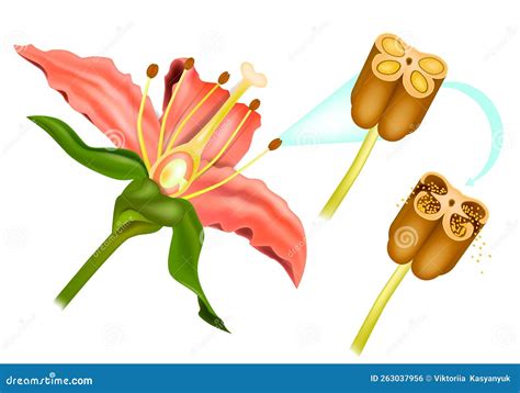 Stem Flower Cross Section Anatomy of Plant. Sexual Reproduction in Flowering Plants. Structure ...