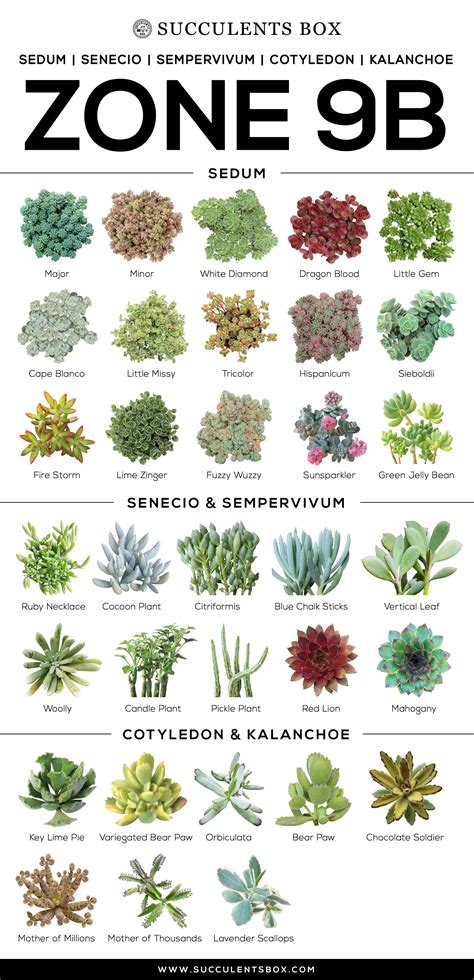 CHOOSING SUCCULENTS FOR ZONE 9 - CALIFORNIA, FLORIDA AND ARIZONA ...