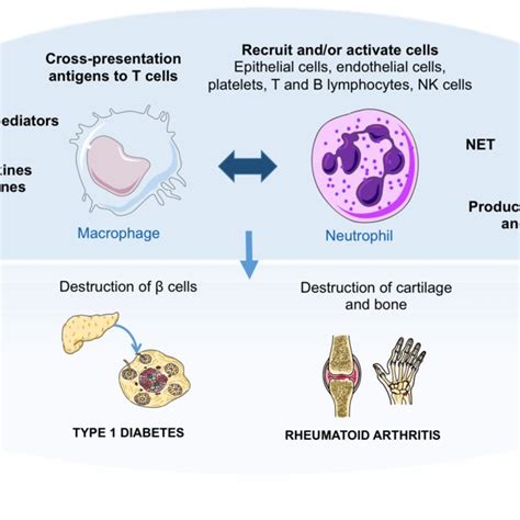 Neutrophil extracellular traps. Neutrophil extracellular traps (NETs)... | Download Scientific ...