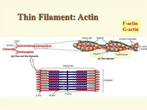 PPT - Ch 9: Skeletal Muscle Tissue and Organization PowerPoint ...