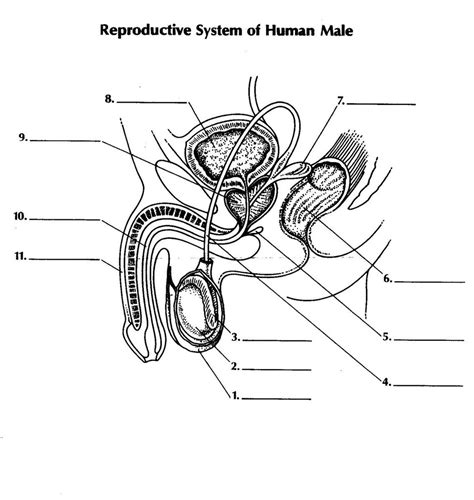 Male Reproductive System Diagram | Quizlet