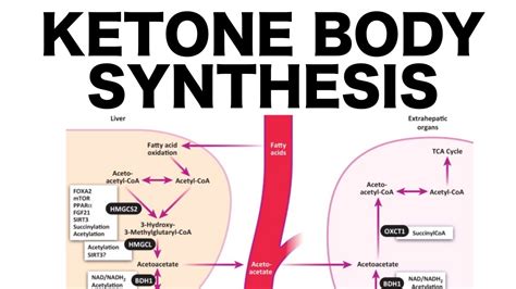 Ketone Body Synthesis - YouTube