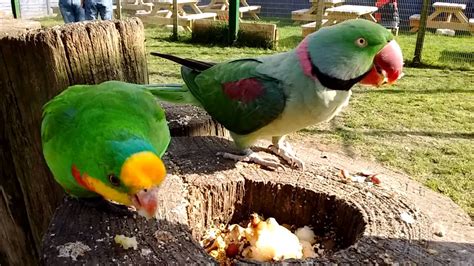 The Parrot Zoo, now Lincolnshire Wildlife Park, Friskney, Lincolnshire - YouTube